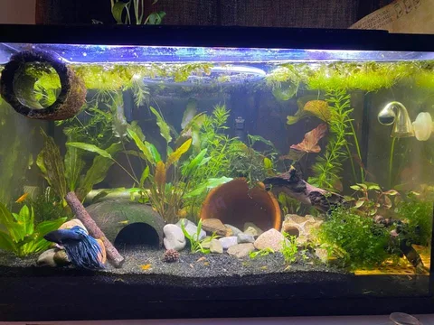 Real-world aquarium example showing a Betta observed with shrimp in a planted tank.