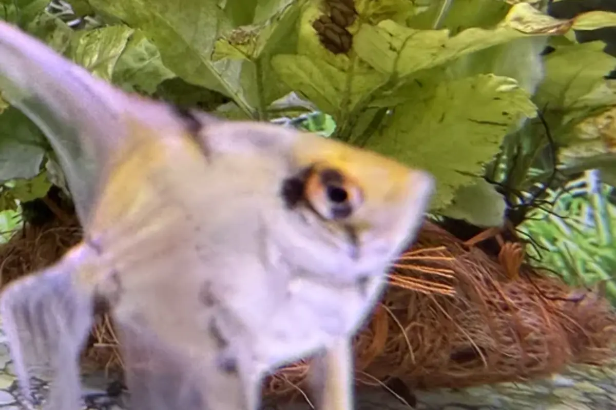 Angelfish and Guppy in a freshwater aquarium