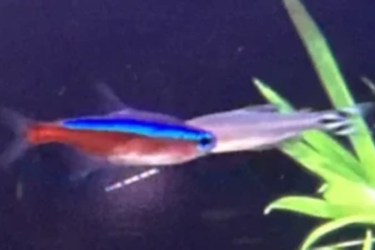 cardinal tetra in a freshwater aquarium