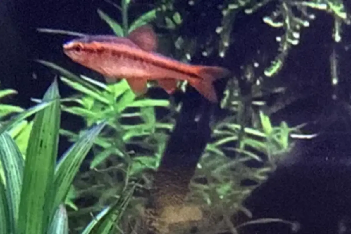 cherry barb in a freshwater aquarium