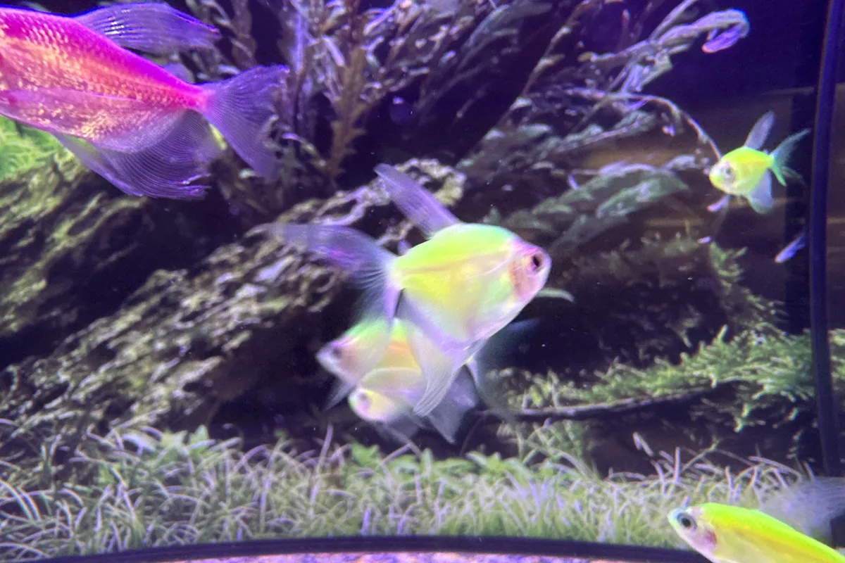 GloFish tetra group in a planted retail aquarium