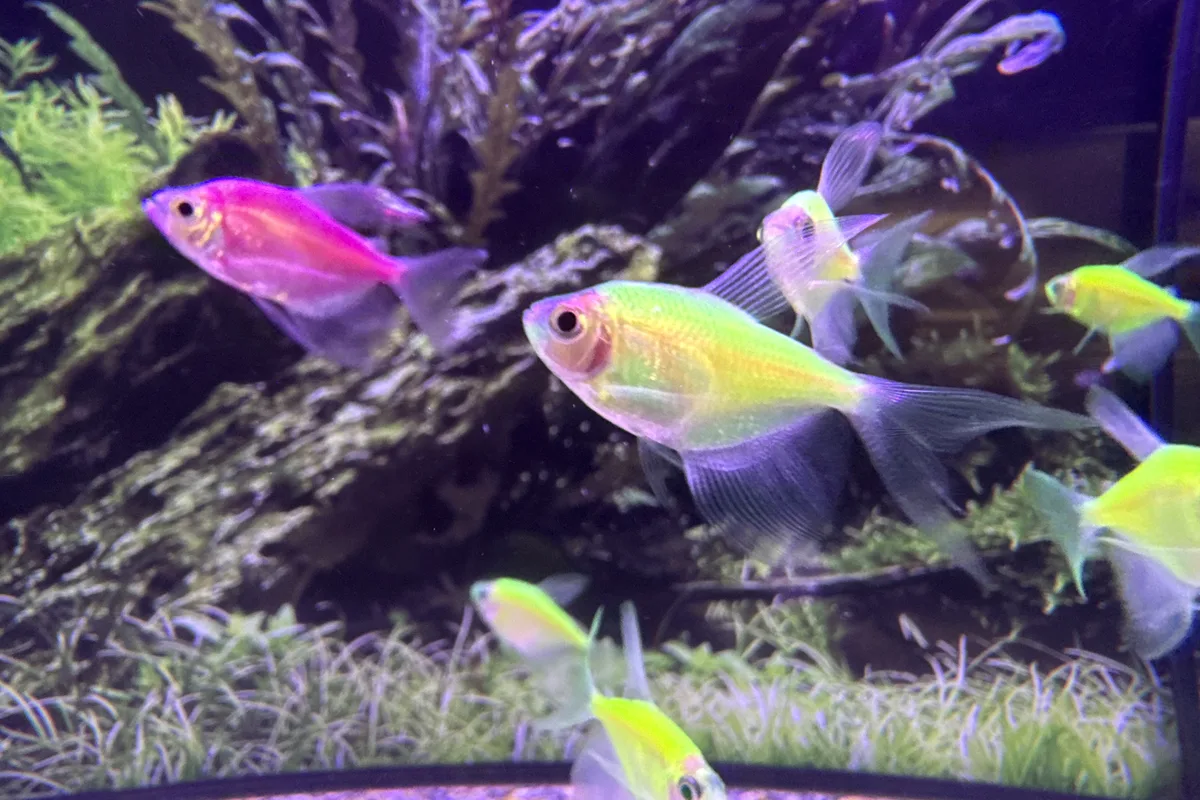 Pink GloFish tetra in a planted retail aquarium