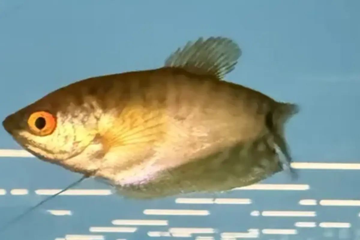 Gold gourami swimming in a retail aquarium