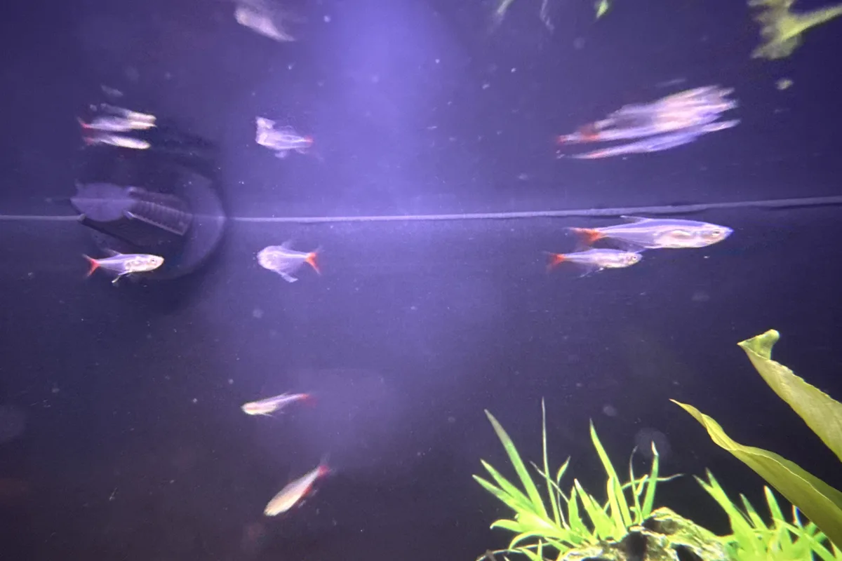 neon tetra in a freshwater aquarium