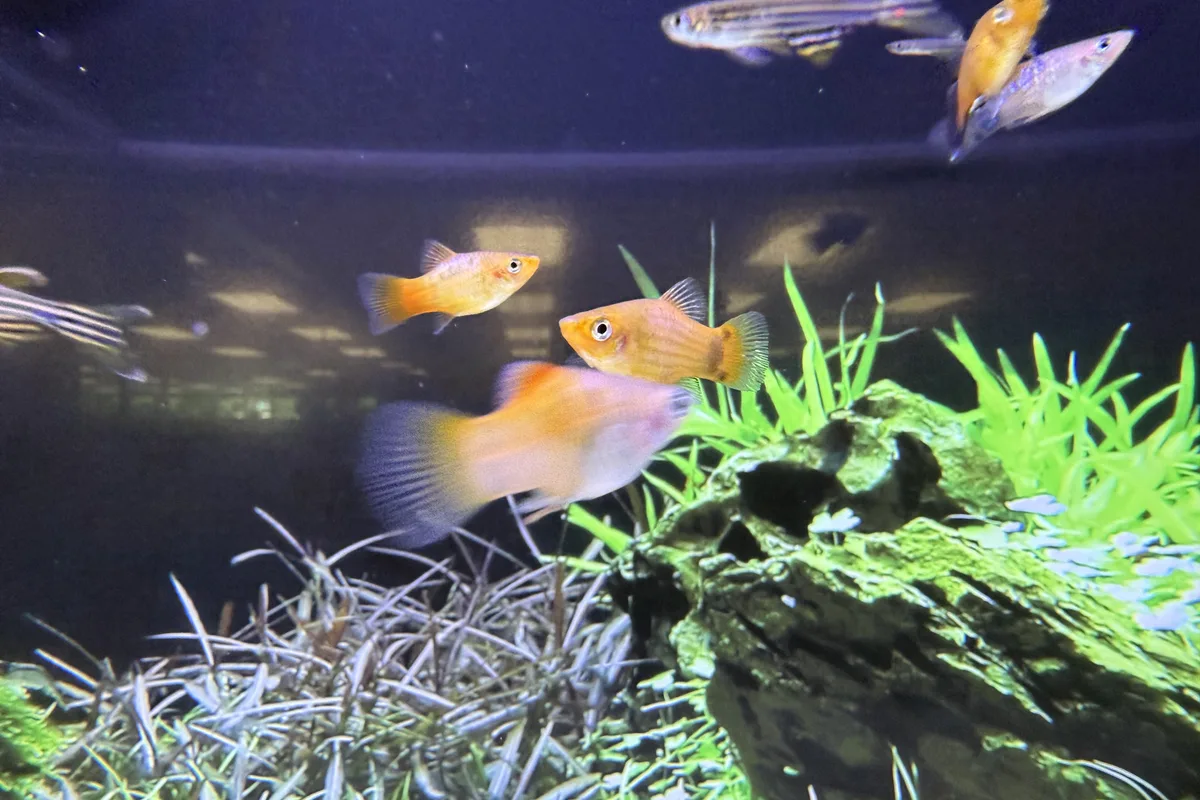 platy in a freshwater aquarium