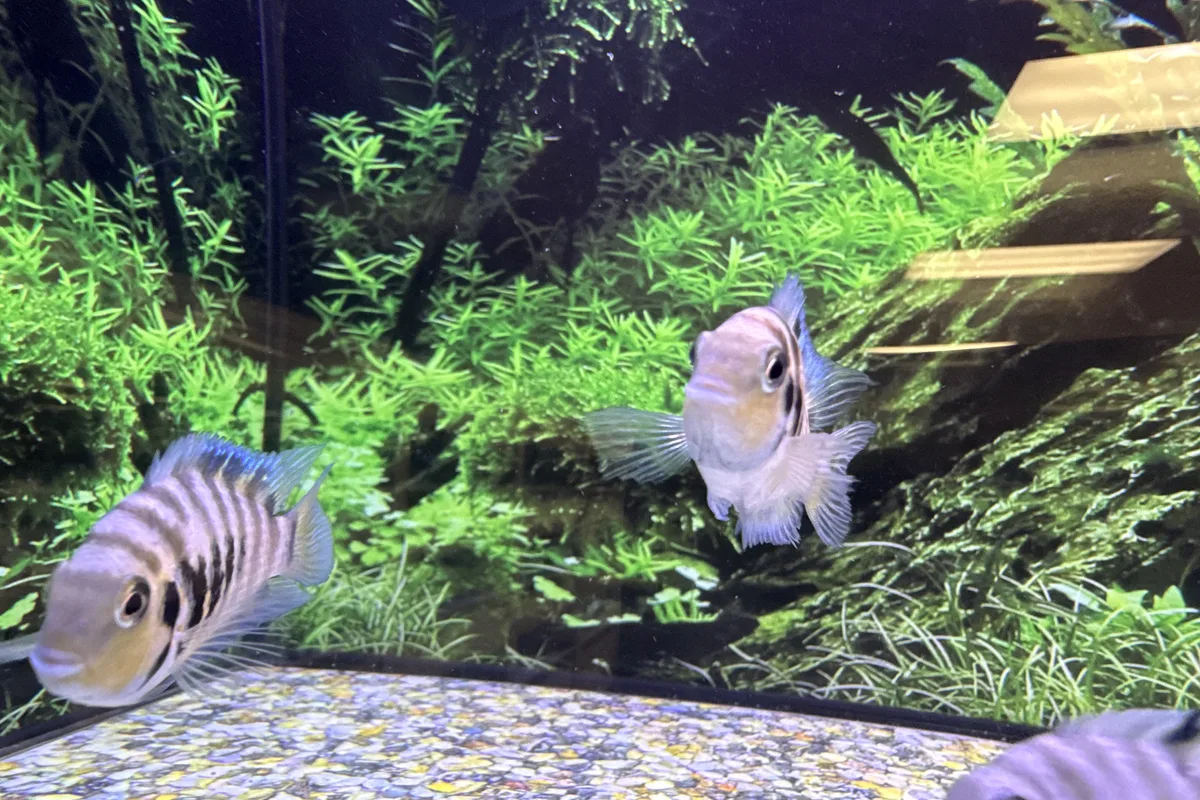 Polar blue parrot cichlids in a planted retail aquarium