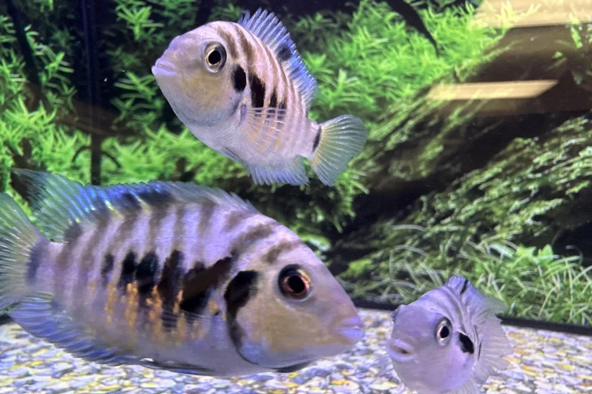 Polar blue parrot cichlid showing pale blue body and dark barring