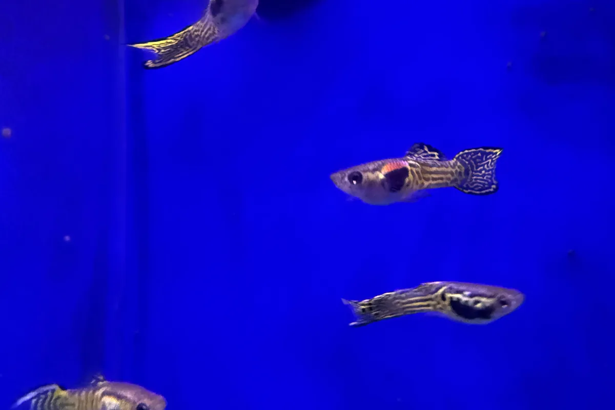 zebra danio in a freshwater aquarium